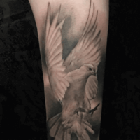 Taube Tattoo Realistic Arm von CNX Tattoo Berlin Prenzlauer Berg